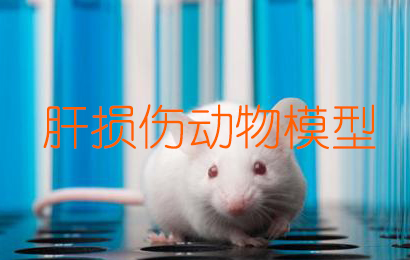 ˶ģ