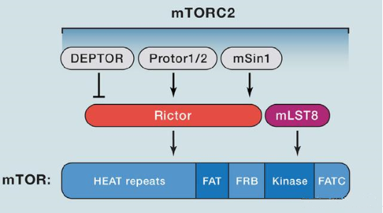 mTORC2ɵҪRictormSin1mSLT8Protor