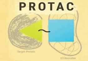 ȵǰ:PROTAC¶âSD-36ԿЧ׿Խ