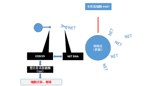 ˵ĲNET DNACCDC-25Ľϻǿ˰ϸϮΪٽ˰֢ĸתơ