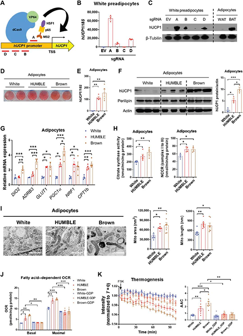 CRISPR-SAMUCP1ԴԼɫ֬ϸеĺɫ