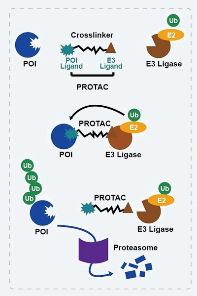 PROTACû.jpg