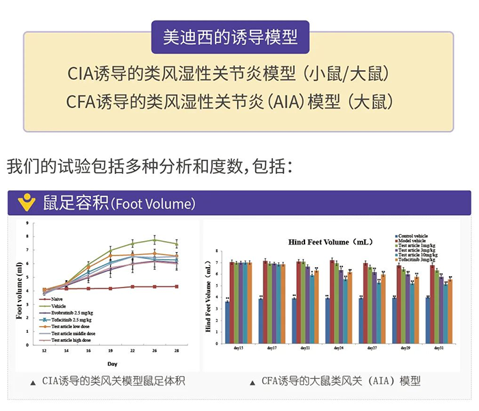 美迪西诱导的类风湿性关节炎模型-1.png 美迪西诱导的类风湿性关节炎模型-1.png