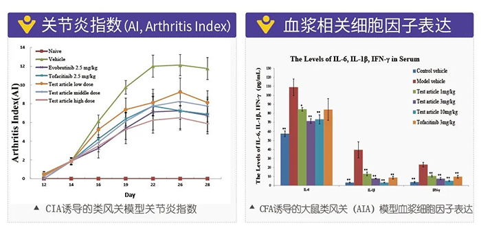美迪西诱导的类风湿性关节炎模型-2.png 美迪西诱导的类风湿性关节炎模型-2.png