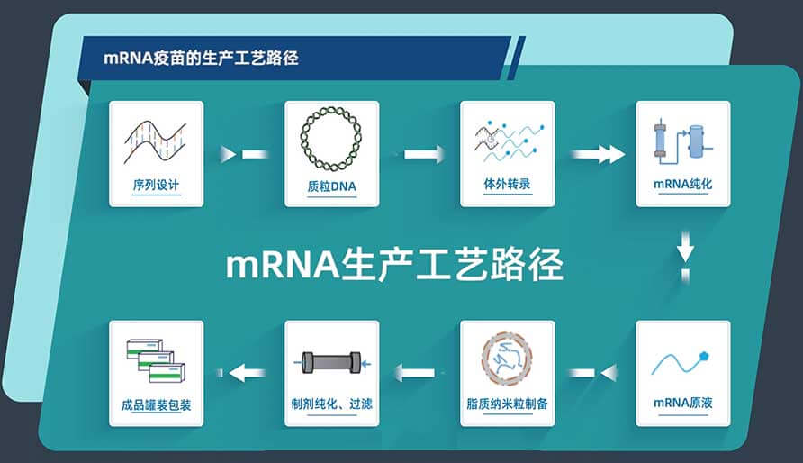 mRNA·