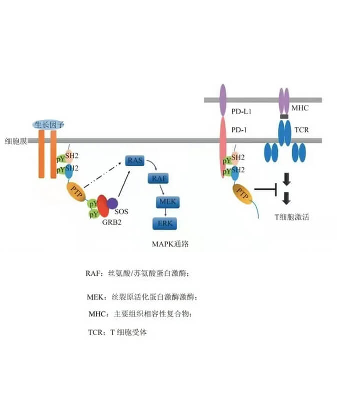 SHP2乹ƼRG001Ƭٴ.jpg