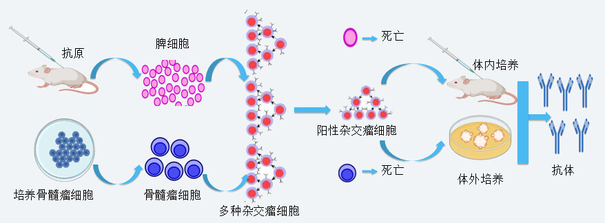 忪