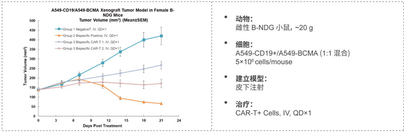 ˫CAR-TҩЧоCD19-BCMA.jpg