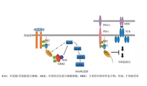 SHP2乹ƼRG001Ƭٴ.jpg