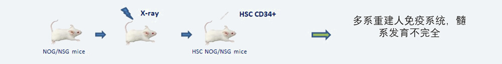 CD34+-HSC-Դֲģģ.jpg