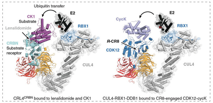 7-RBX1--CUL4-DDB1-(CRL4)-R-CR8-CDK12-cycK.jpg