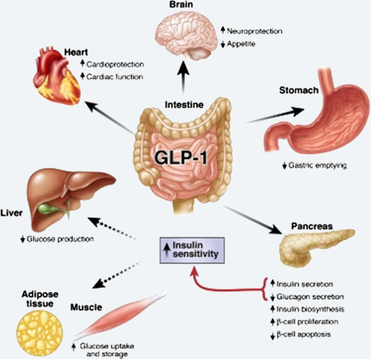 GLP-1Ķ.jpg
