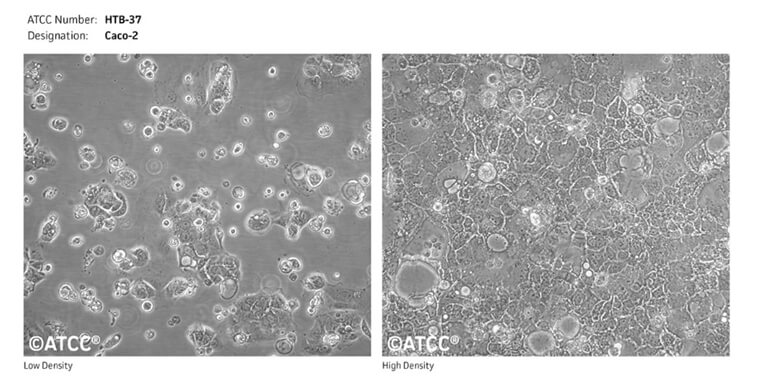 Caco-2ϸԴ--ATCC.jpg