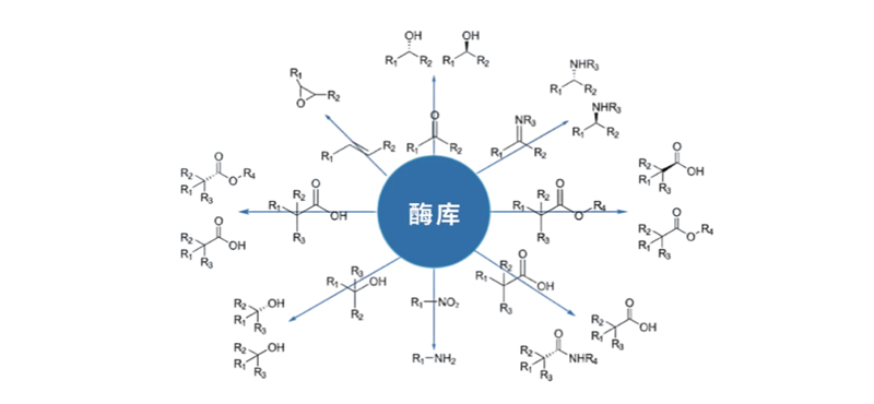 酶库.jpg 酶库.jpg