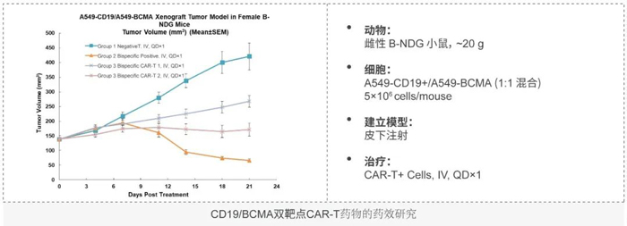 CD19-BCMA˫еCAR-T.jpg