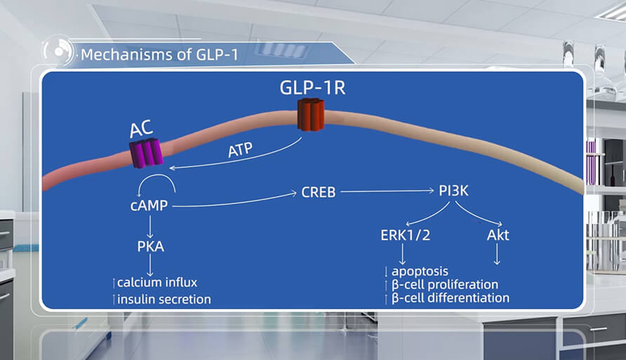 GLP-1 û