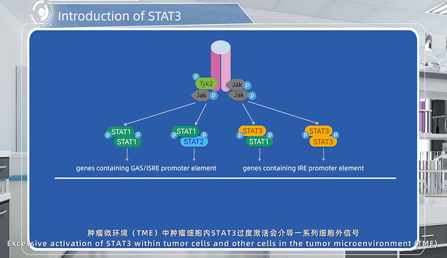 STAT3