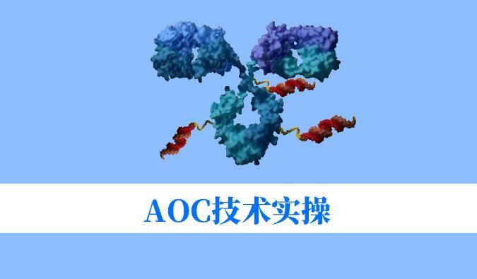 AOCʵ٣żѧȫ㶨